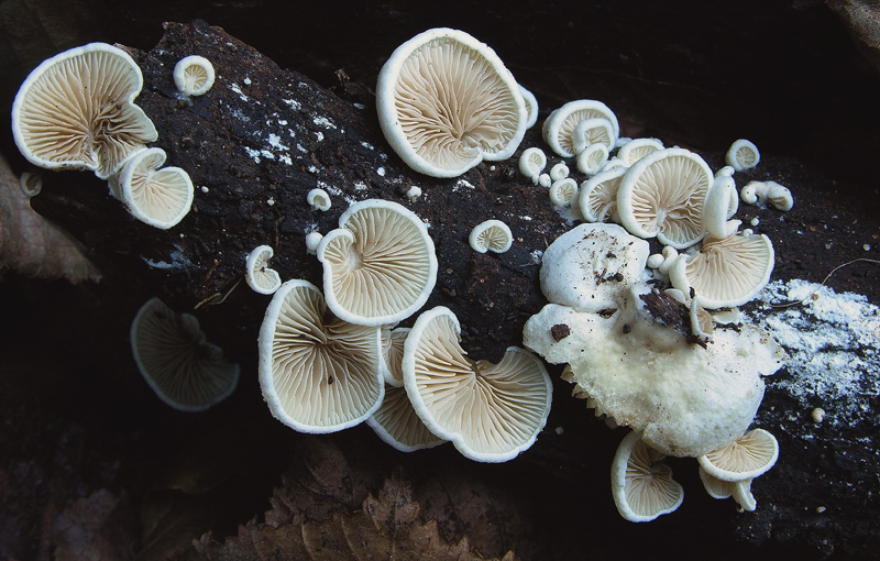 Per funghi...nella valle dell''Orco.